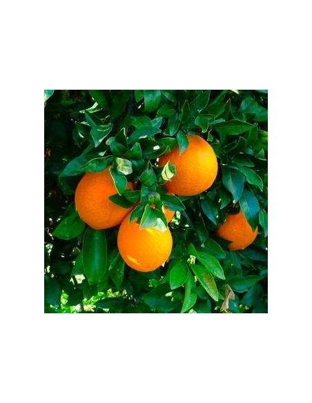 NARANJO CITRUS SINENSIS VALENCIA B C30