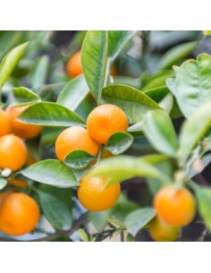 MANDARINO CITRUS RETICULATA HERNANDINA C25
