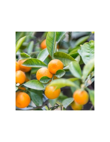 MANDARINO CITRUS RETICULATA HERNANDINA C30