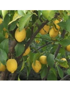 LIMONERO EUREKA CITRUS LIMON C30