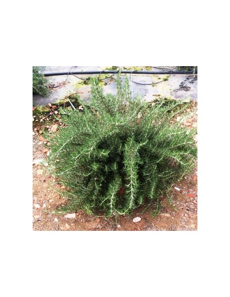 ROSMARINUS PROSTRATA C20