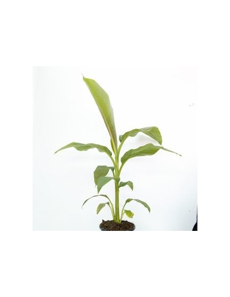 MUSA BASJOO  C20