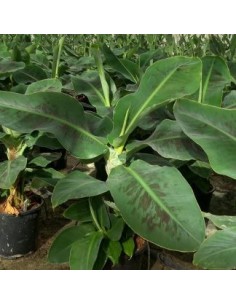 MUSA DWARF CAVENDISH C20 2