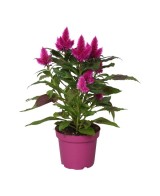 Celosia Deep Purple planta ornamental morada para jardín y decoración