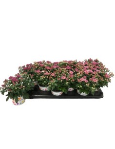 CHRYSANT IND GARDENMUM ROSA M10.5