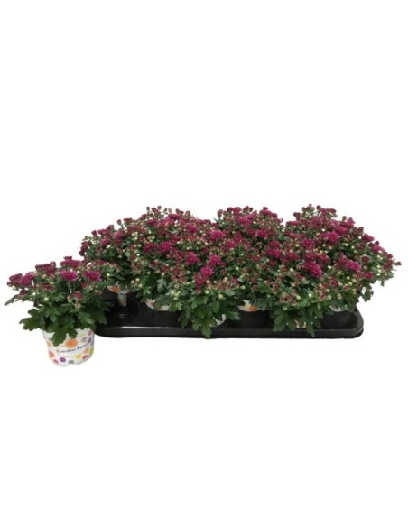 CHRYSANT IND GARDENMUM MORADO M10.5