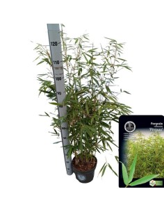 FARGESIA ROB PINGWU M23