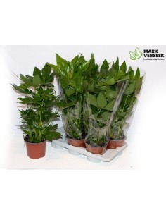 FATSIA JAPONICA  M17