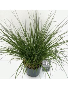 PENNISETUM ALO HAMELN M19