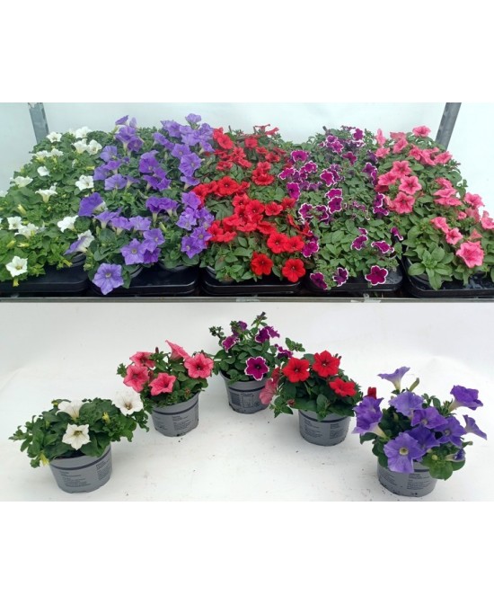 PETUNIA MIX SHELVES M12