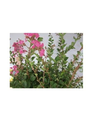 Lagerstroemia Indica Árbol Ornamental | Floración Vibrante y Follaje Elegante