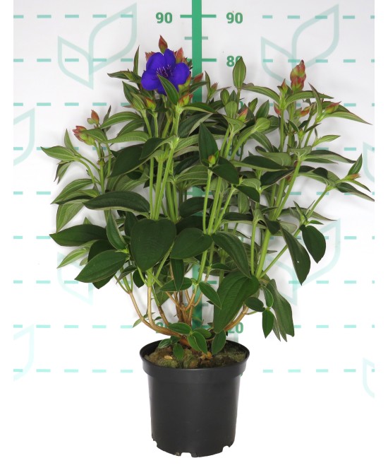 TIBOUCHINA PURPLE MOON 5L 30/35