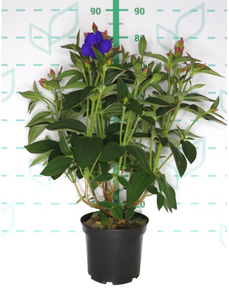 TIBOUCHINA PURPLE MOON 5L 30/35
