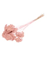 ACHILLEA PARKET ROSA BRUMOSO