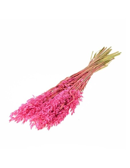 AVENA ROSA AZUCAR