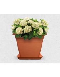 MACETA CUADRADA MEDITERRANEA 40CM. TIERRA 2