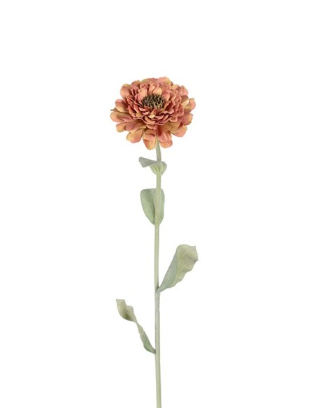 ZINNIA
