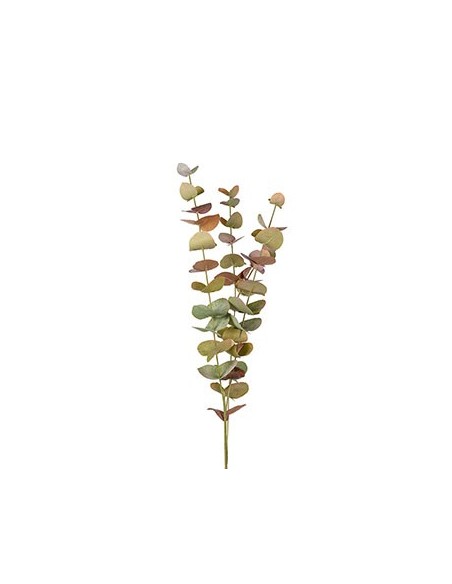 EUCALYPTUS