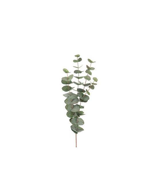 EUCALYPTUS H60CM