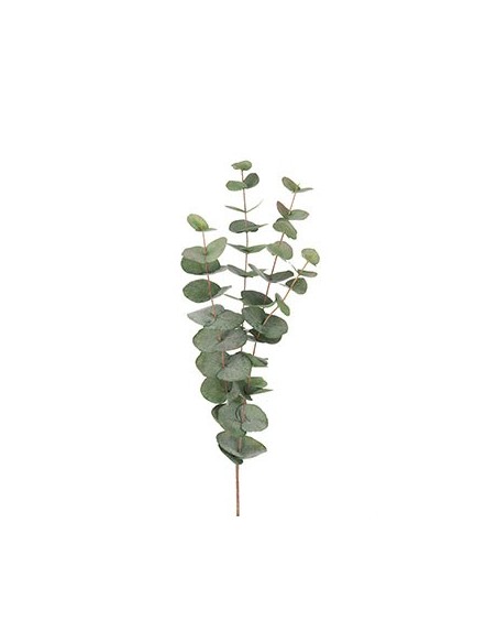 EUCALYPTUS
