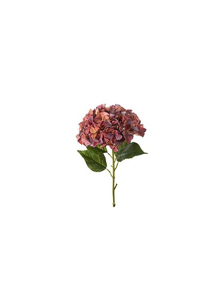 HORTENSIA