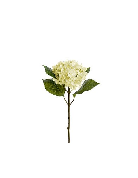 HORTENSIA