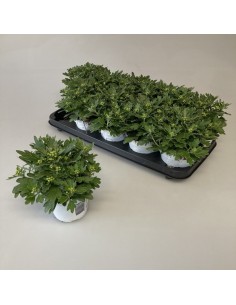 AJANIA PACIFIC BLANCA M12