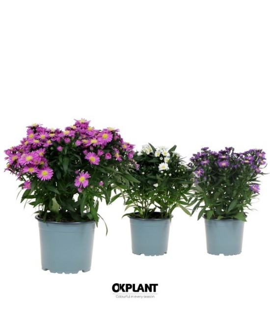 Aster NB Starletta Carnaval M12 planta ornamental con flores coloridas para jardines y terrazas