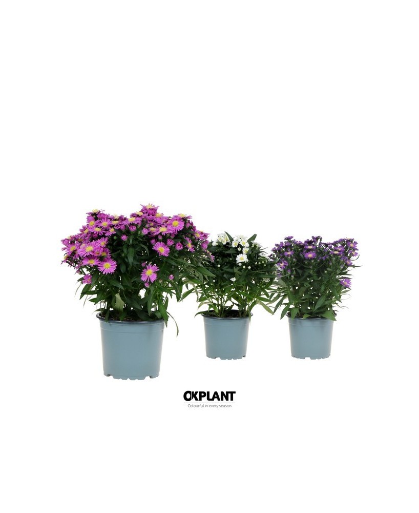 Aster NB Starletta Carnaval M12 planta ornamental con flores coloridas para jardines y terrazas