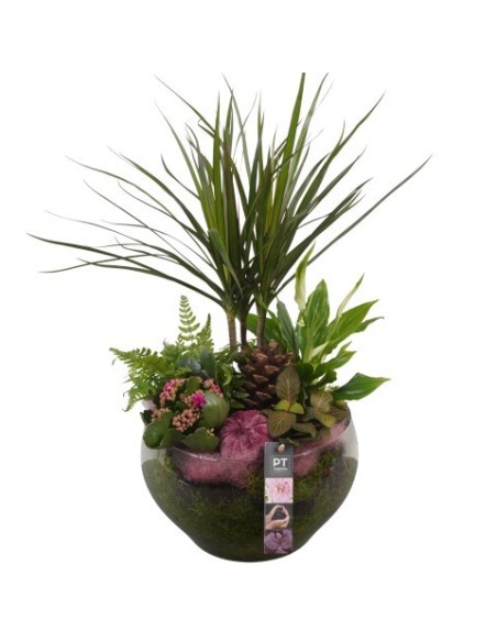 COMPOSICION HOUSE PLANTS M30