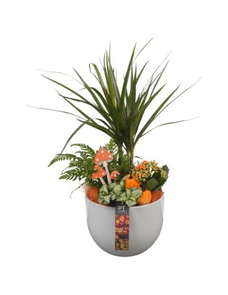 COMPOSICION HOUSE PLANTS M19