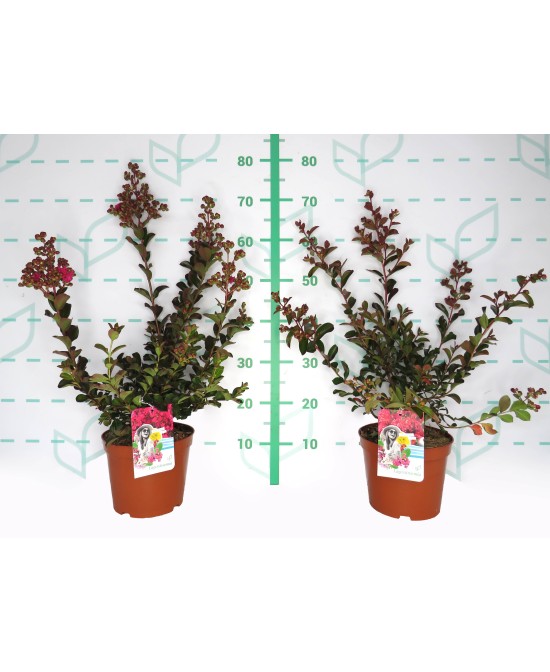 Lagerstroemia indica 3.5L  Arbusto Ornamental con Floración Prolongada

