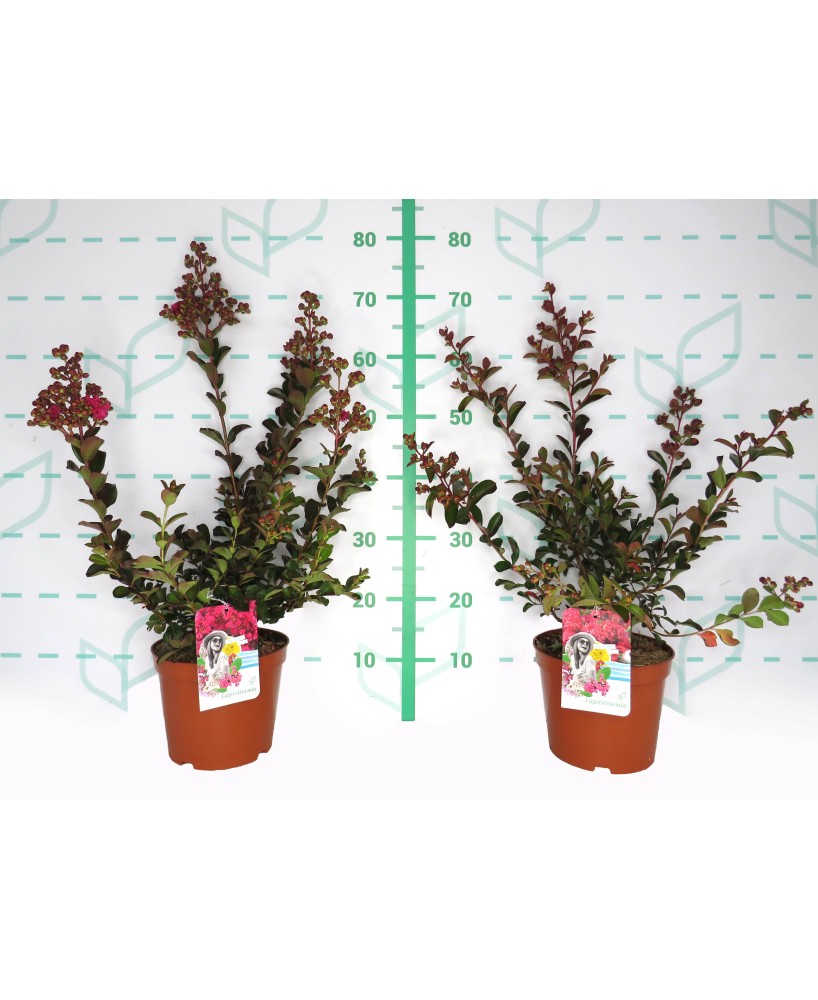 Lagerstroemia indica 3.5L  Arbusto Ornamental con Floración Prolongada


