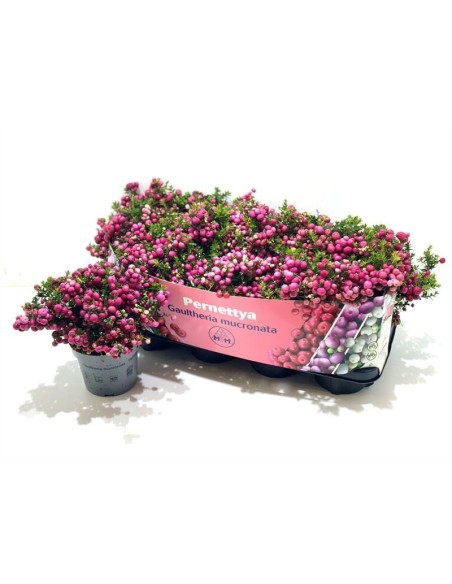 GAULTHERIA PARNETTYA RED XXL EXTRA  M14 ROJO
