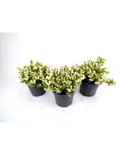 GAULTHERIA PERNETTYA M14 BLANCO