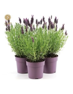 LAVANDA STOE ANOUK COLLECTION M12 MORADO