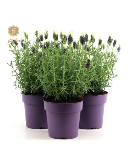 LAVANDULA STOECHAS ANOUK WHITE M15
