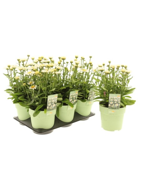 LEUCANTHEMUM OOH LA LACROSSE M15