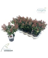 Skimmia Japonica Rubella M10 Arbusto Perenne Flores Perfume Jardín Balcón