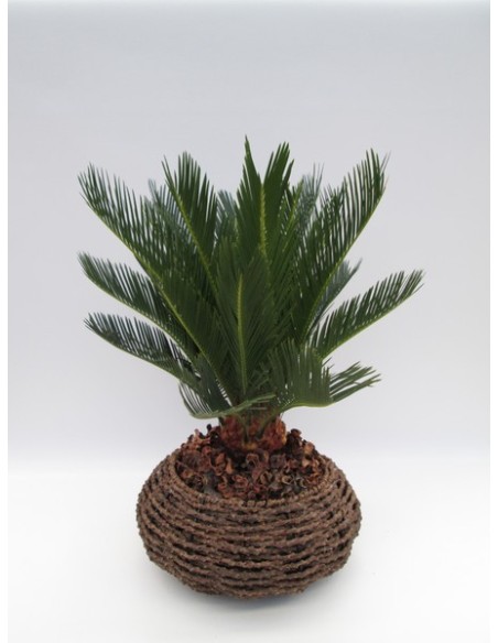 Cycas Revoluta | Palma de Sagú Tropical para Interior y Exterior | Endanea Garden