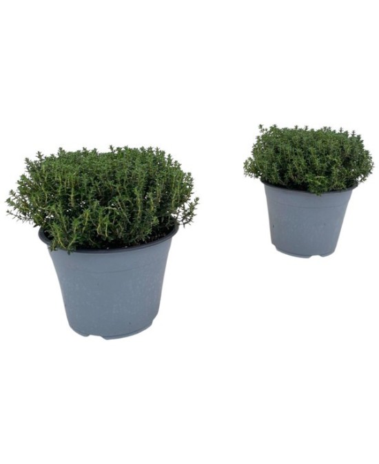 THYMUS VULGARIS FAUSTINI M14
