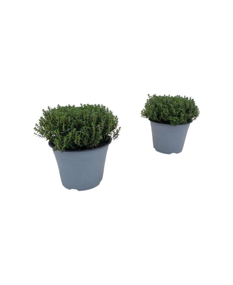 THYMUS VULGARIS FAUSTINI M14
