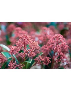 Skimmia Jap Rubella 10+ M13 Rojo Oscuro Arbusto Perenne para Jardín y Terraza