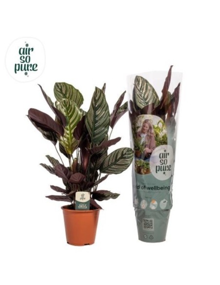 CALATHEA SAND ORNATA AIR SO PURE M19