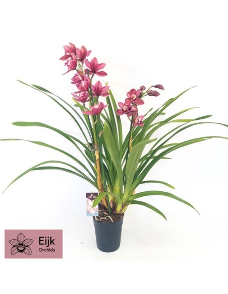 CYMBIDIUM MIDI 2T M14 ROSA OSCURO