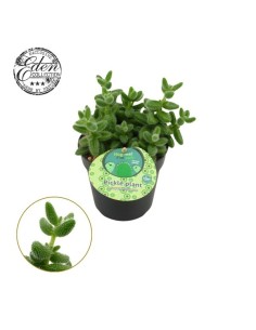 Delosperma Echinatum Englisch M12 suculenta resistente para jardines y terrazas 2