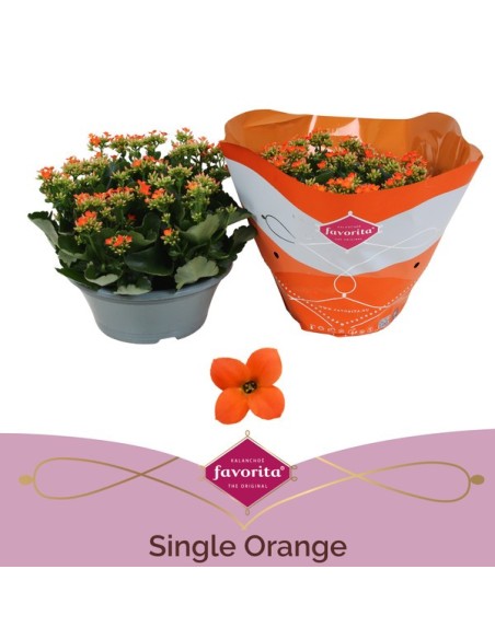 Kalanchoe Bloss Single Flower Planta Suculenta con Flores Naranja en Maceta 10.5 cm