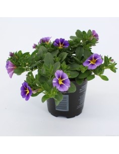 Calibrachoa - Flores Vibrantes y Fácil Cuidado para Jardines y Balcones

