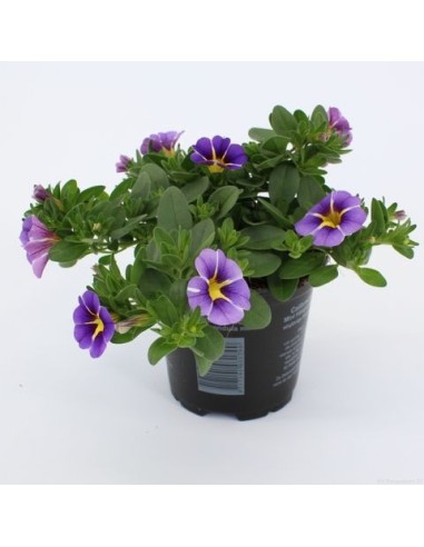 Calibrachoa - Flores Vibrantes y Fácil Cuidado para Jardines y Balcones

