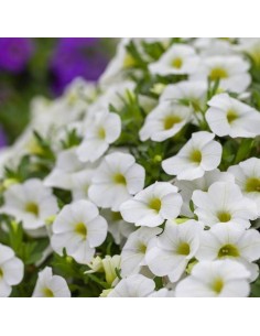 Calibrachoa - Flores Vibrantes y Fácil Cuidado para Jardines y Balcones

 2